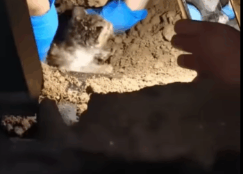 M0711011 so sad, there is no way this cat can be down here