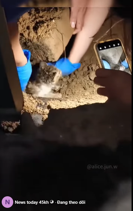 M0711011 so sad, there is no way this cat can be down here