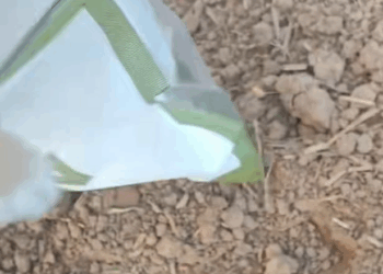 M0711013 Its soft whimper makes anyone who hears it feel heartbroken. part2