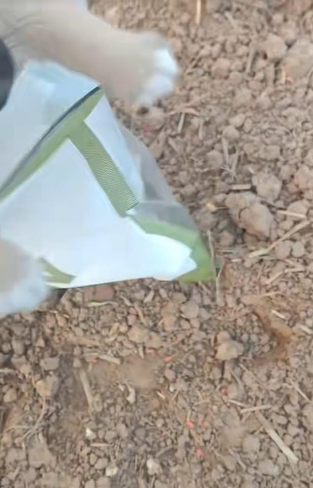 M0711013 Its soft whimper makes anyone who hears it feel heartbroken. part2