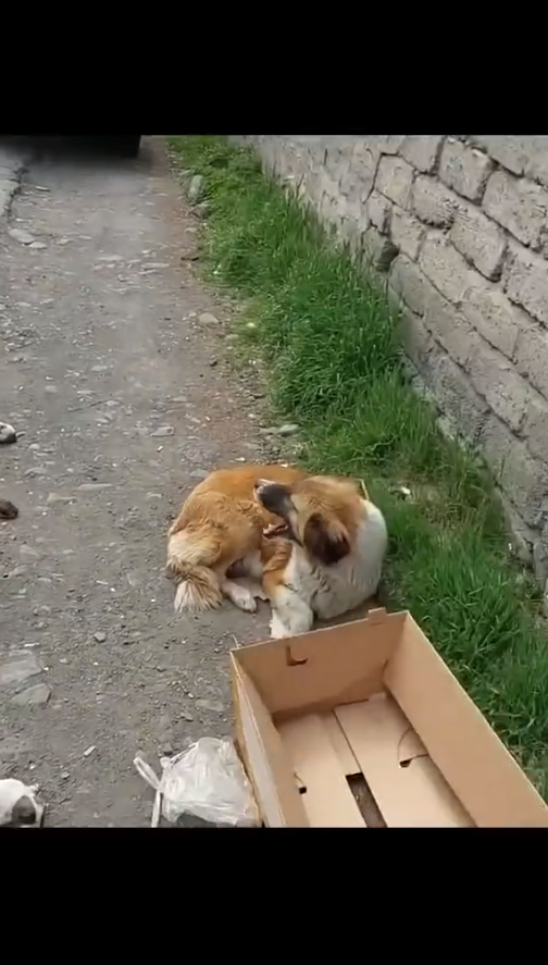 M3010024_Heartbreaking mom & her newborn puppies were thrown away without any mercy. Some couldn’t survive #animals #animal #animalsoftiktok #animalrescue_part2