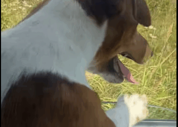 M0112002_Too Dangerous Jack Russell Mila_Part 2