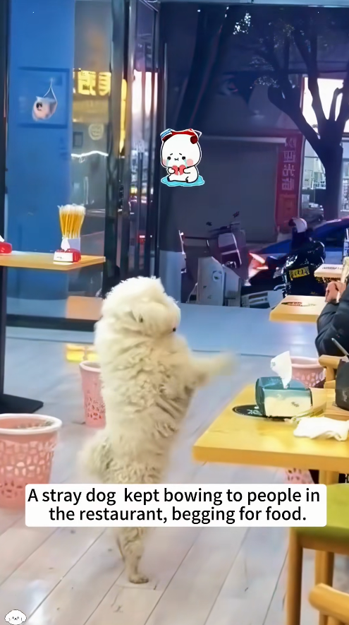 M0112018_stray dog kept bowing to people in restaurant, begging foo…_part2