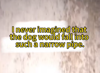 M0712019_#puppy #succour #touch #fyp God bless, may every life be treated well._part2