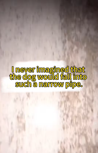 M0712019_#puppy #succour #touch #fyp God bless, may every life be treated well._part2