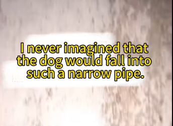 M0712019_#puppy #succour #touch #fyp God bless, may every life be treated well._part2