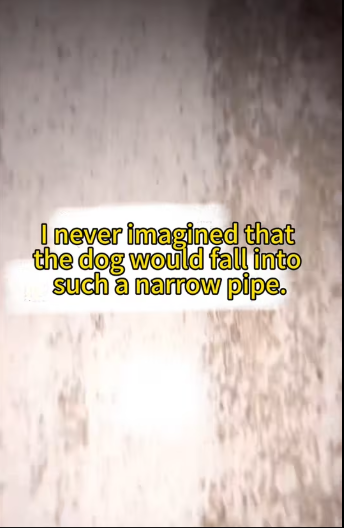 M0712019_#puppy #succour #touch #fyp God bless, may every life be treated well._part2