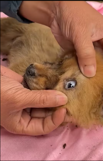 M0912001_poor puppy was wandering around my apartment looking food. U…_part2