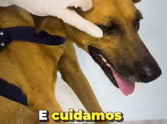 M0912002_esse anjo estava vagando procurando ajuda. DEUS justo #resgat…_part2