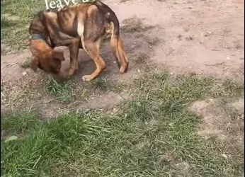 M0912003_dog was found large tumor growing on his body, making it_part2