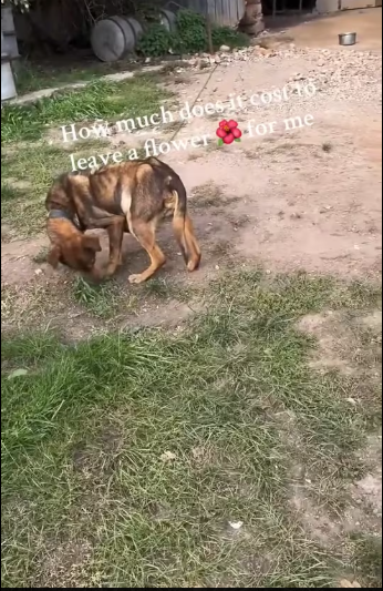 M0912003_dog was found large tumor growing on his body, making it_part2