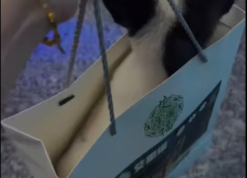 M0912004_While waiting bus, small dog waddled towards me lay dow…_part2