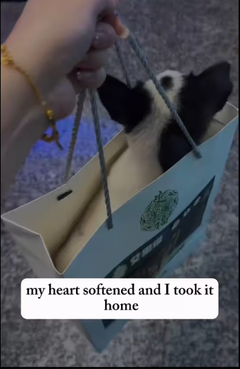 M0912004_While waiting bus, small dog waddled towards me lay dow…_part2