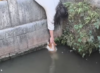 M0912006_#dog #trending #fyp #xuhuong #pet_part2