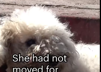 M0912007_Lady Poodle_part2