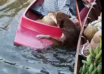 M0912008_Please take me with you. #Sakhanarn #Dog #Please take me with you_part2