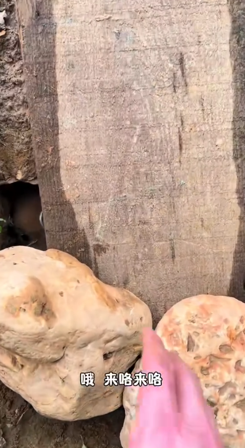 M0112019_Day of puppy hood have achieved maximum cuteness minimum obedience. #PuppyLove #CutePuppies #DogsofFacebook #PuppyLife