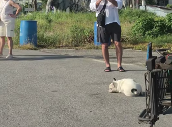 M0912009_Social media is difficult to find. #cats #catslaves #dogslaves #trends_part2