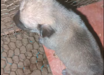 M0912010_Crying hunger, now drinking milk #puppy #PuppyLove #babyanimal_part2