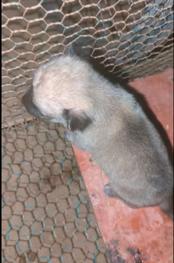 M0912010_Crying hunger, now drinking milk #puppy #PuppyLove #babyanimal_part2