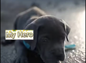 M0912011_Bright but cold winter day.# kindness lady rescue grey do…_part2