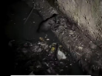 M0912012_Altas horas de la noche en agua de basura tenía mucha hambre y sufrimiento nadie lo ayudaba ��_part2