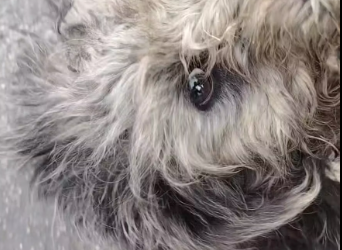 M0912013_Update. Catelusa a fost luata, e in siguranta! Este tanara, sanatoasa, a fost deparazitata, vaccinata, microcipata, a f