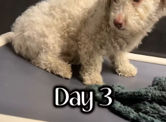 M0912014_We captured this girl after she had been on the run for over a week. She was very jumpy and unsure what my intentions_p