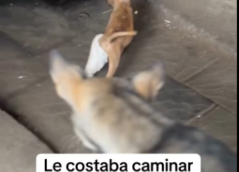 M0912015_Se acuerdan del perrito con su patita rota le costaba caminar sufrió mucho dolor se arrastraba llorando ��_part2