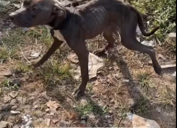 M0912016_He was skin and bones, they had him tied up, he was in a lot of pain and hungry, he only knew mistreatment and suffering _part2