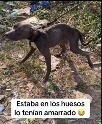 M0912016_He was skin and bones, they had him tied up, he was in a lot of pain and hungry, he only knew mistreatment and suffering _part2