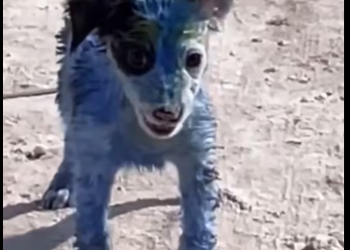 M2212013_Rescue a baby dog �������❤️❤️❤️❤️❤️❤️❤️#rescue #rescueanimals #rescuedog #rescuepuppy #dog #dogsoftiktok #puppy