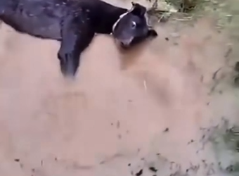 M0912018_This little dog was abandoned in the middle of the water and almost drowned! ❤️‍ _part2