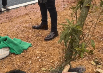 M0112020_Driving three hours to Duchang County, Jiujiang City, Jiangxi Province to rescue a Border Collie that had been trapped for more than ten days. No one in the surrounding area dared to touch it, and it had suffered for more than ten days._part2