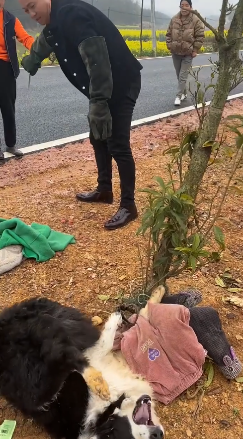 M0112020_Driving three hours to Duchang County, Jiujiang City, Jiangxi Province to rescue a Border Collie that had been trapped for more than ten days. No one in the surrounding area dared to touch it, and it had suffered for more than ten days._part2