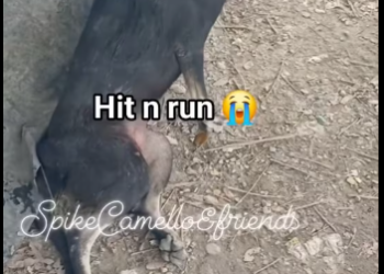 M2212015_Bibili lang naman sana ako ng sardines pang ulam nila �pero napagas ko nalang para maitakbo kaagad sa clinic � PLEA_p