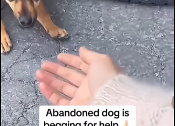 M0912019_Animals Rescue #rescuedog #dogrescue #foryoupage #foryou #dogs_part2