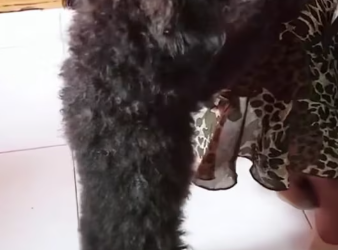 M2212017_Rescue an abandoned puppy on street #rescue #animals #animalsofti…_part2