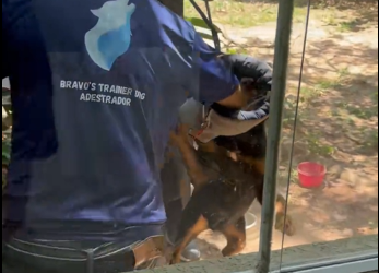 M0912020_Teria coragem de encarar Rot de 60KG mordeu rosto do seu condutor,…_part2