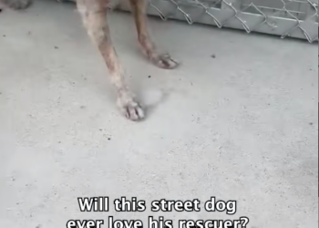 M0912021_Anthony Hopkins barked and growled and snapped at his rescuer for months. No matter what Earth did, this little stree_part2