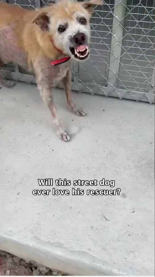 M0912021_Anthony Hopkins barked and growled and snapped at his rescuer for months. No matter what Earth did, this little stree_part2