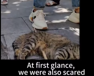 M2212019_very smooth rescue #savinganimals #animalrescue #animals #cat #stra…_part2