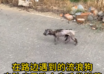 M0912023_A stray dog ​​was so thin it was skin and bones, suffering from various illnesses; it slowly recovered after rescue and treatment_part2
