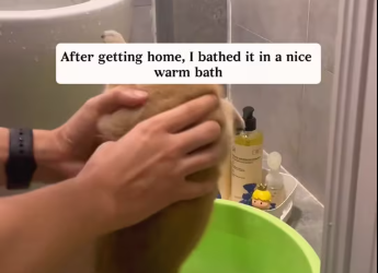 M2212021_found stray puppy running wildly on road then…#animals_part2