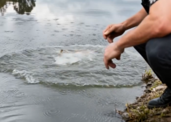 M0912025_Helpless Puppy Saved Water Just in Time_part2