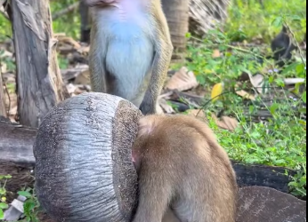 M2212023_#foryou #videomonkey #smartlittlebabymonkey cuteness overload mon…_part2