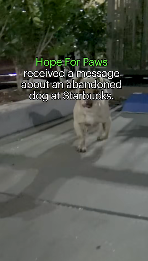 M0912026_It’s International Coffee Day, so I wanted to share a rescue video I filmed right next to Starbucks. Little Bean was_part2