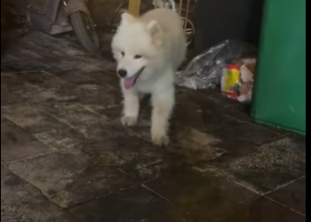 M2212024_He abandoned me, or perhaps he was just playing around as usual.#anim…_part2