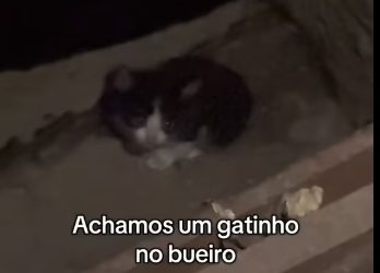 M2212026_Nosso presente de Natal! Levamos pra casa ele está super saudável e…_part2