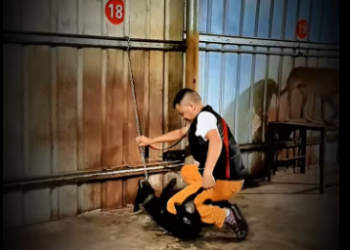 M1612003_Aggressive dog training tips #dogtraining #dogtrainer #dogtrainingtip…_part2